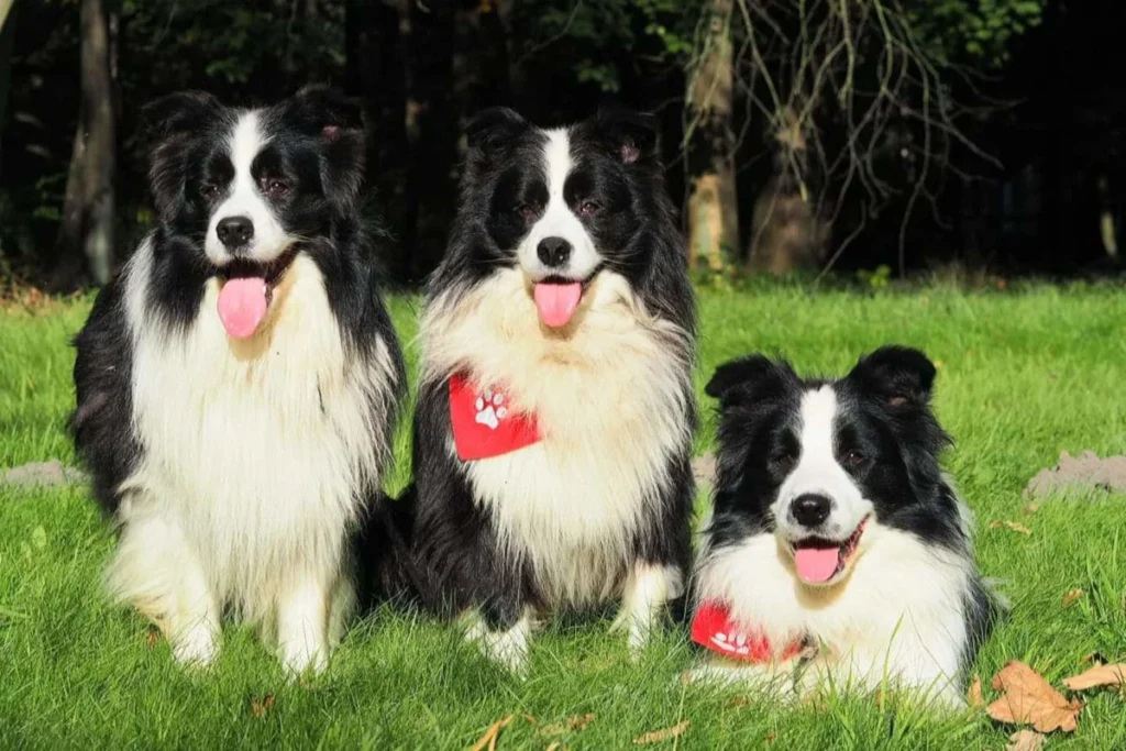 border gold dlaczego warto wybrac border gold