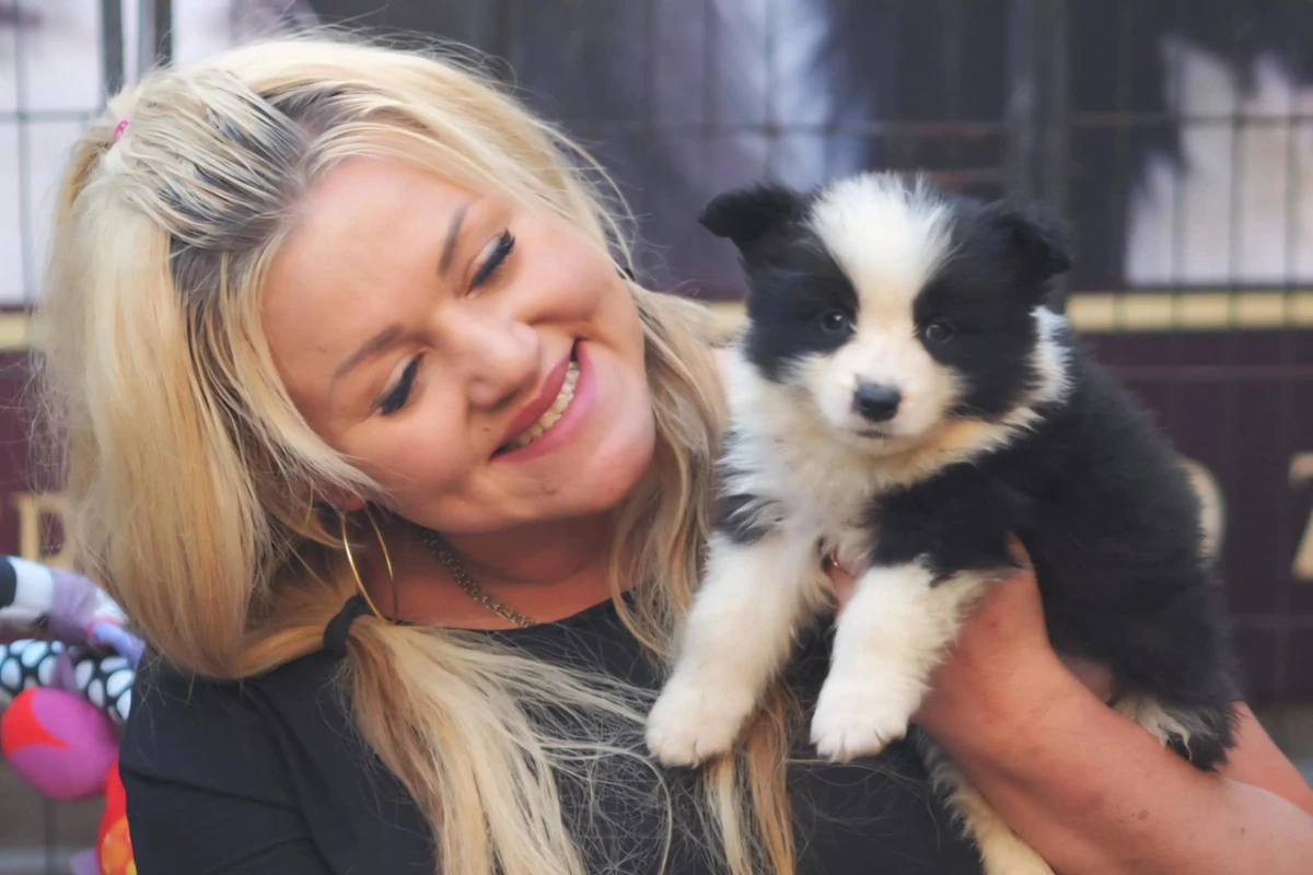 border gold o nas i naszej pasi do hodowli border collie