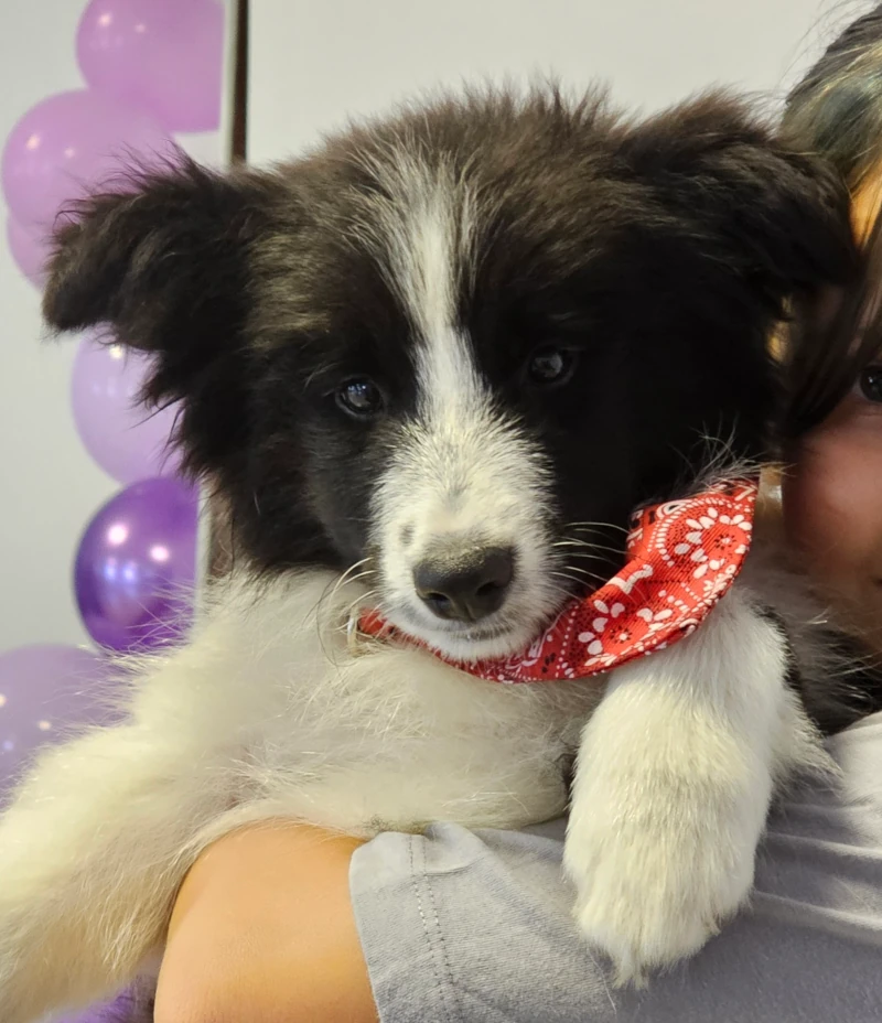 hodowla border collie szczeniaki miot 6