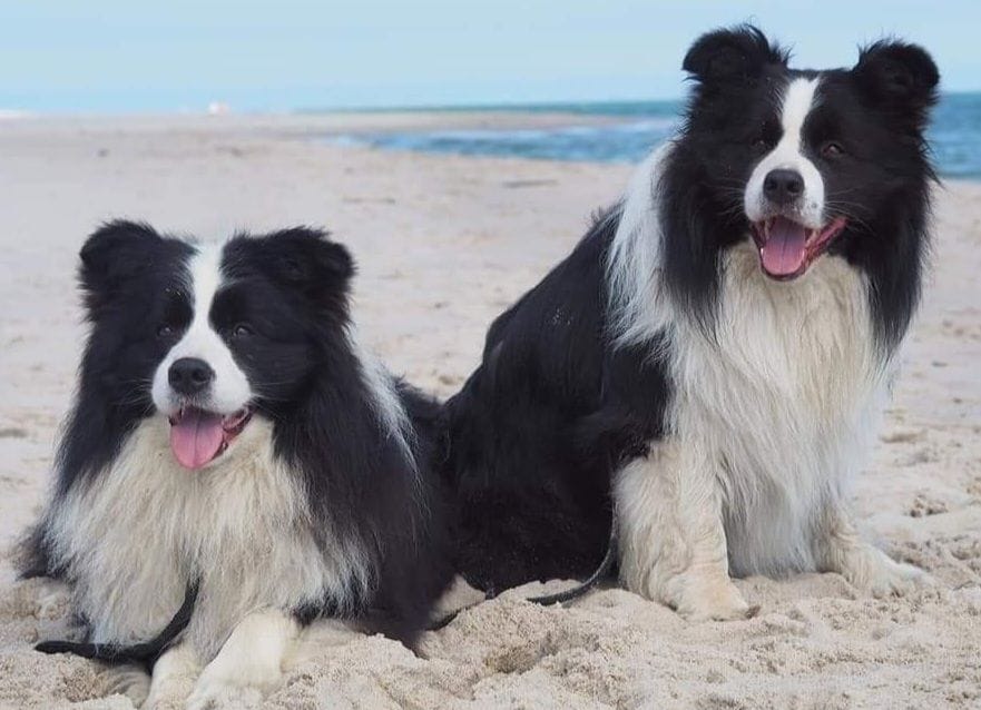 Read more about the article Jakie są cechy charakterystyczne Border Collie?