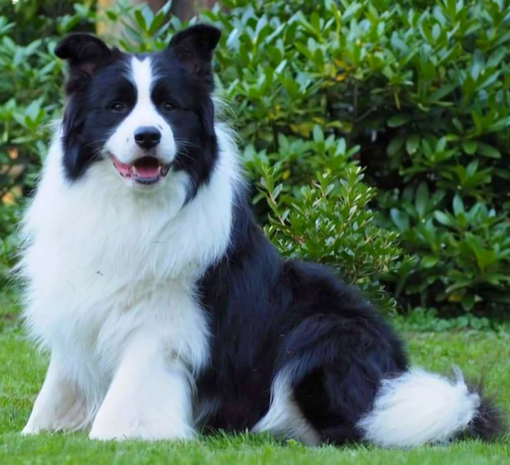 border gold dla hodowcow pies cruise