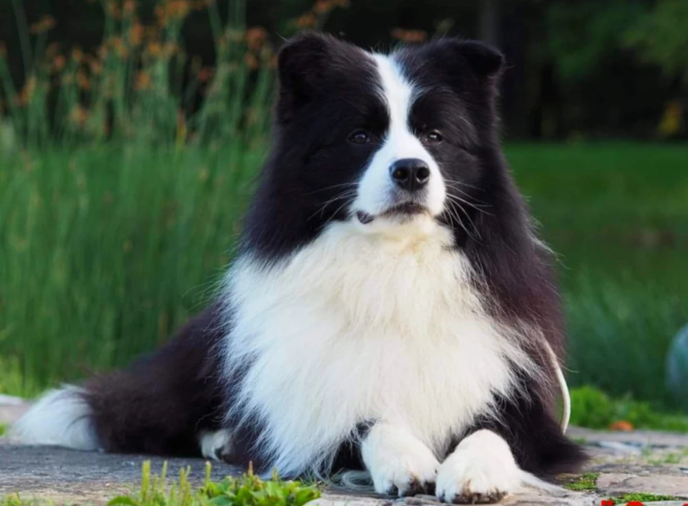 bordergold dla hodowcow pies cartier