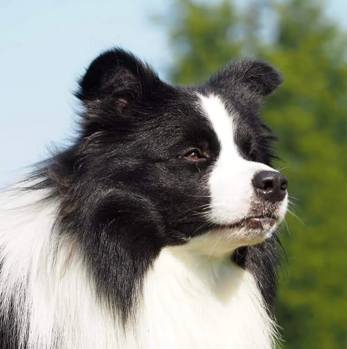 hodowla Border Collie