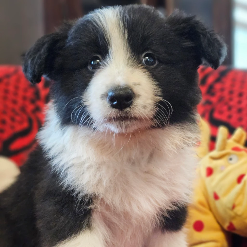 dostepne szczeniaczki border collie rocky