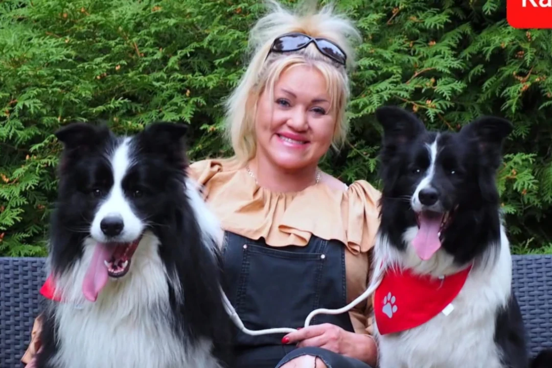 hodowla border collie 8