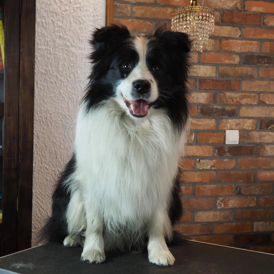 hodowla border collie nasze psy samiec ralph duma hodowli 11