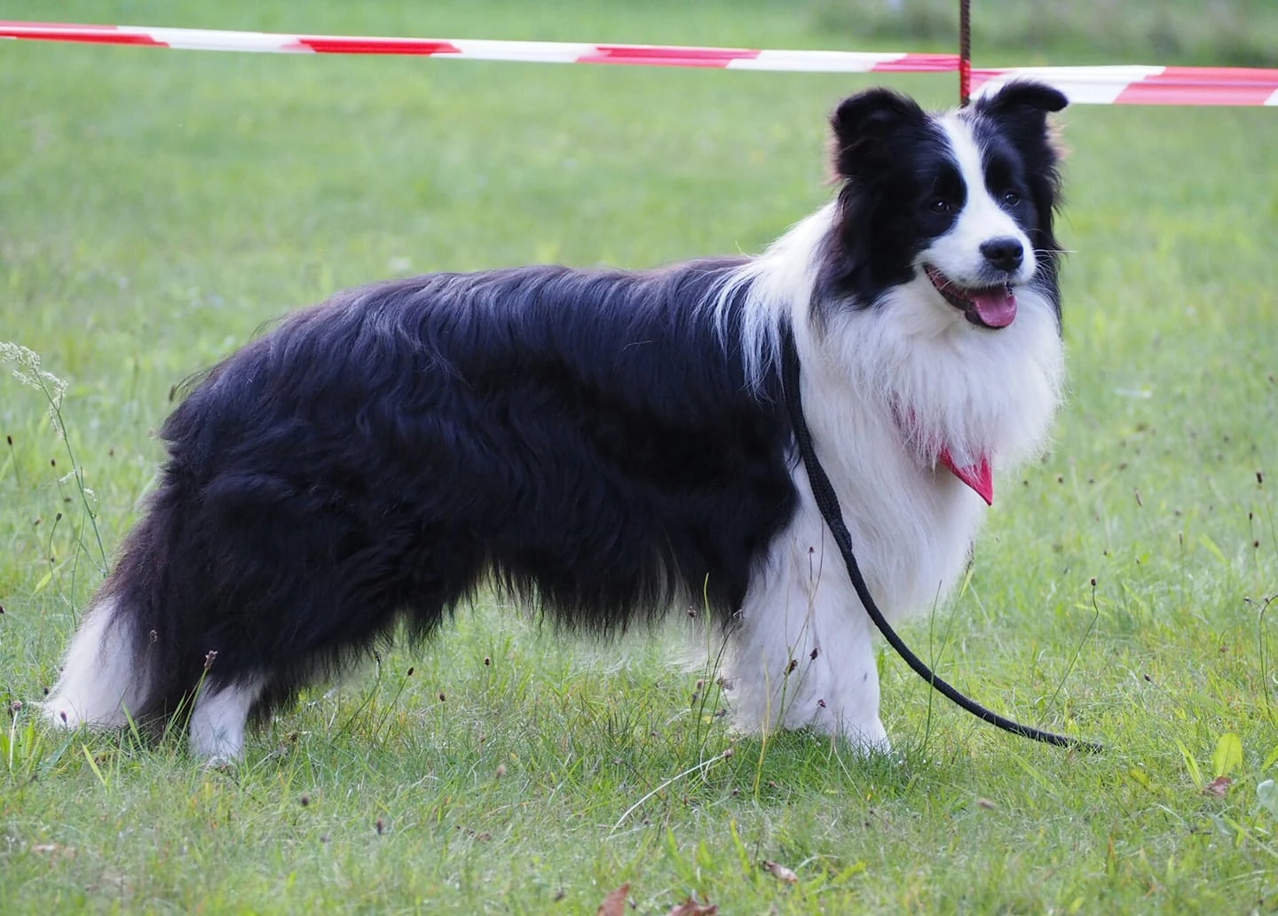 hodowla border collie nasze psy samiec ralph duma hodowli 14
