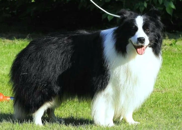 hodowla border collie nasze psy samiec ralph duma hodowli 2