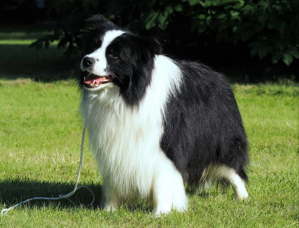 hodowla border collie nasze psy samiec ralph duma hodowli 3