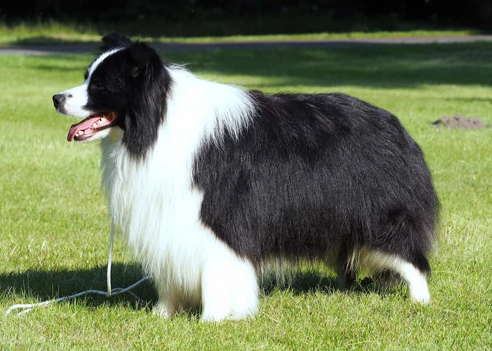 hodowla border collie nasze psy samiec ralph duma hodowli 4