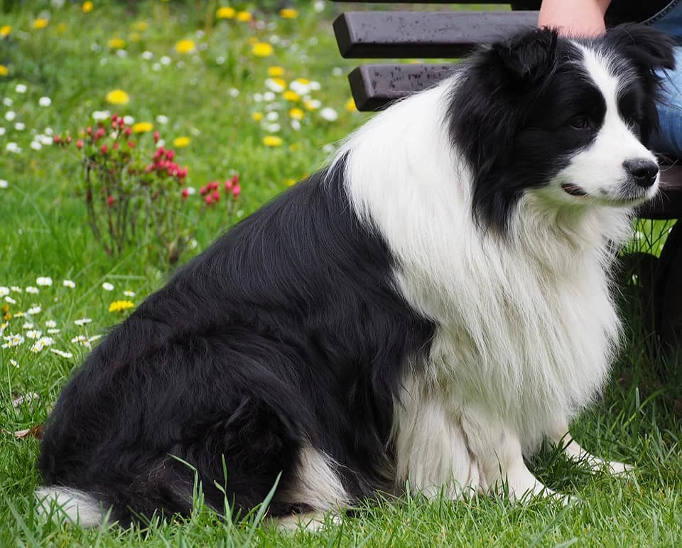 hodowla border collie nasze psy samiec ralph duma hodowli 6