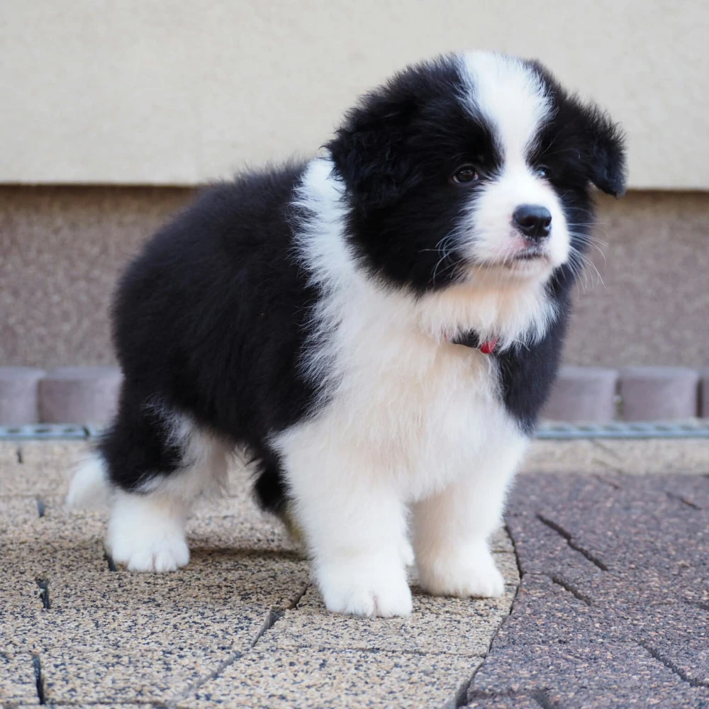 hodowla border collie nasze psy samiec sidney duma hodowli 1