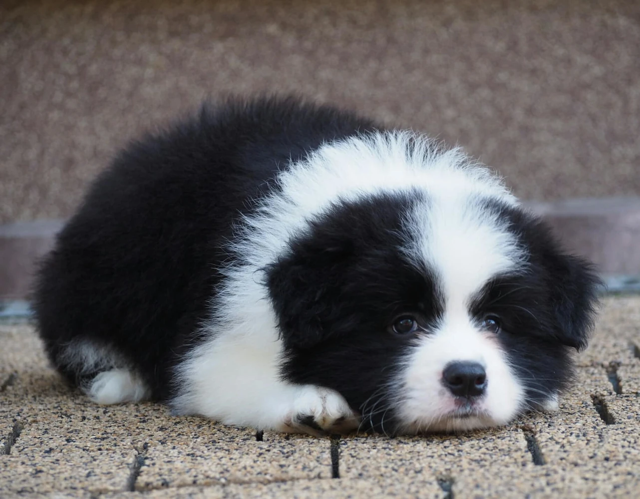 hodowla border collie nasze psy samiec sidney duma hodowli 2