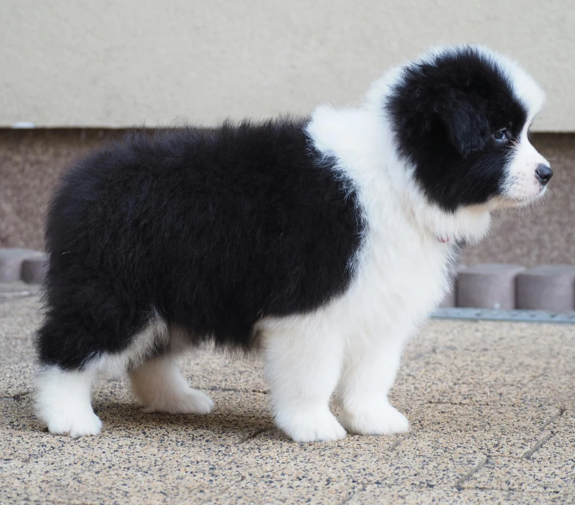 hodowla border collie nasze psy samiec sidney duma hodowli 3