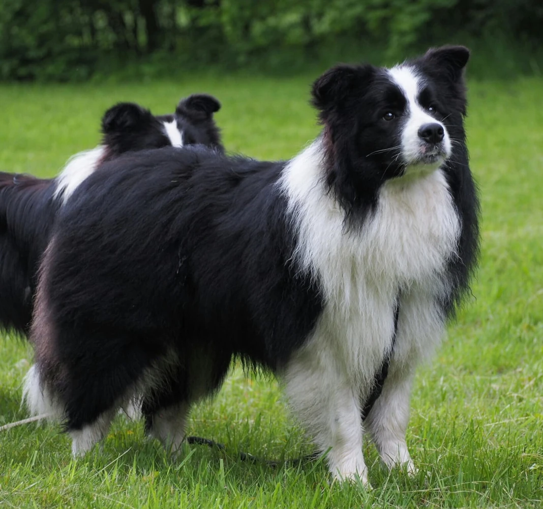 hodowla border collie nasze psy samiec sidney duma hodowli 4