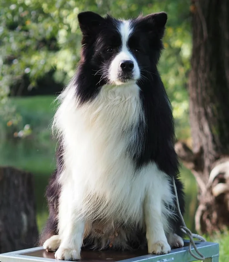 hodowla border collie nasze psy samiec sidney duma hodowli 7 e1761674905774