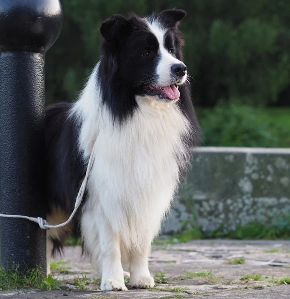 hodowla border collie nasze psy samiec sidney duma hodowli 8