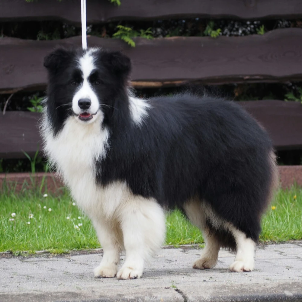 hodowla border collie nasze psy samiec sidney duma hodowli