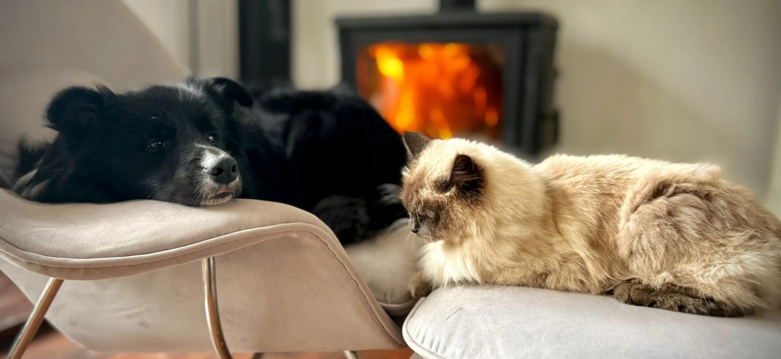 hodowla border collie psy linii australijskiej
