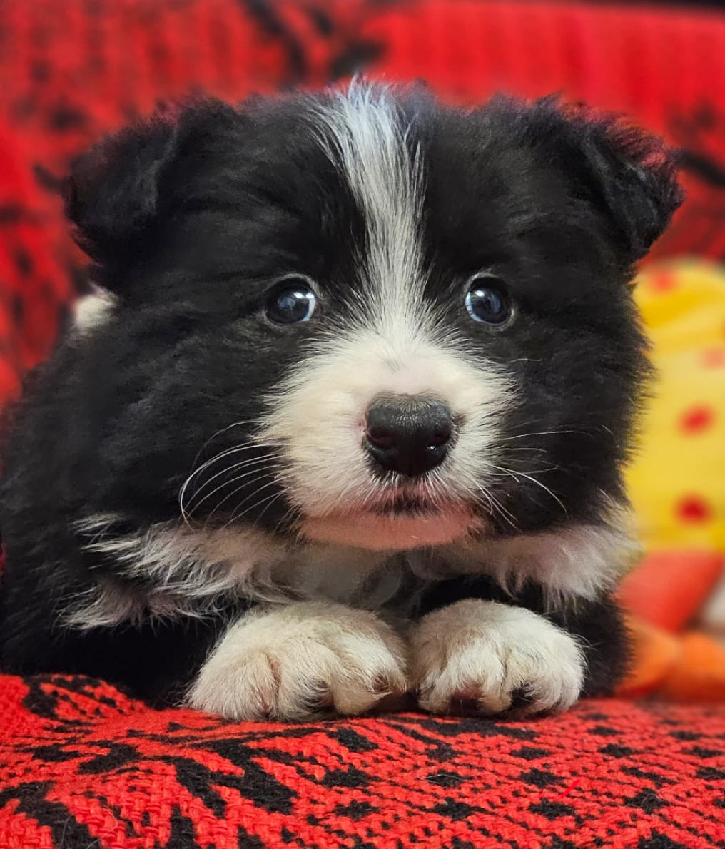 Read more about the article Na co zwrócić uwagę wybierając szczeniaka Border Collie.