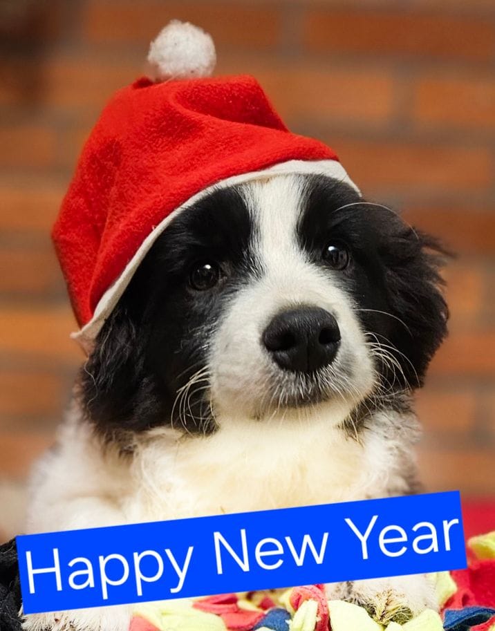 Read more about the article Dlaczego szczeniak Border Collie jest spokojny u hodowcy, a w nowym domu pojawiają się problemy?