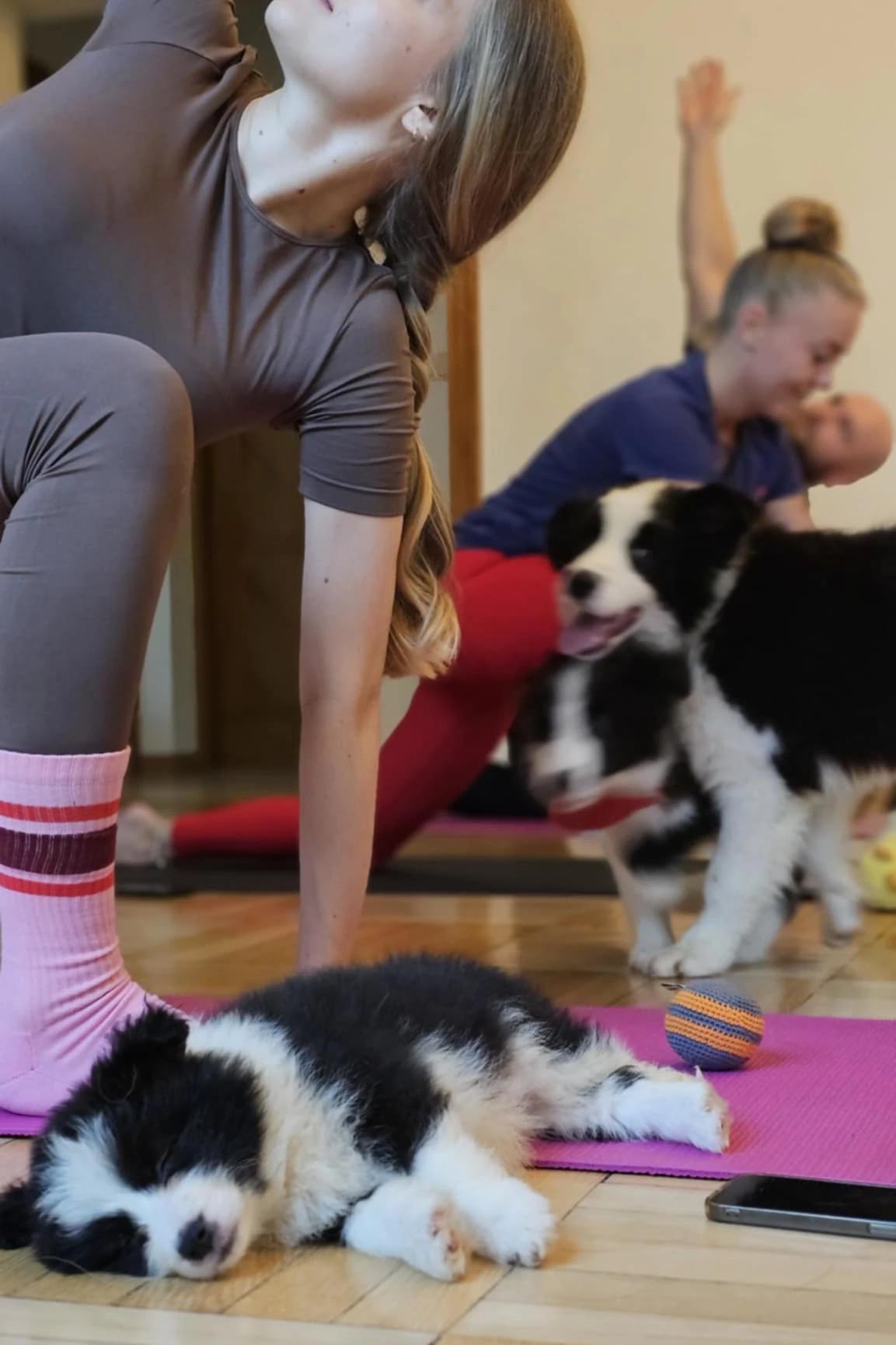 Border collie Kalisz