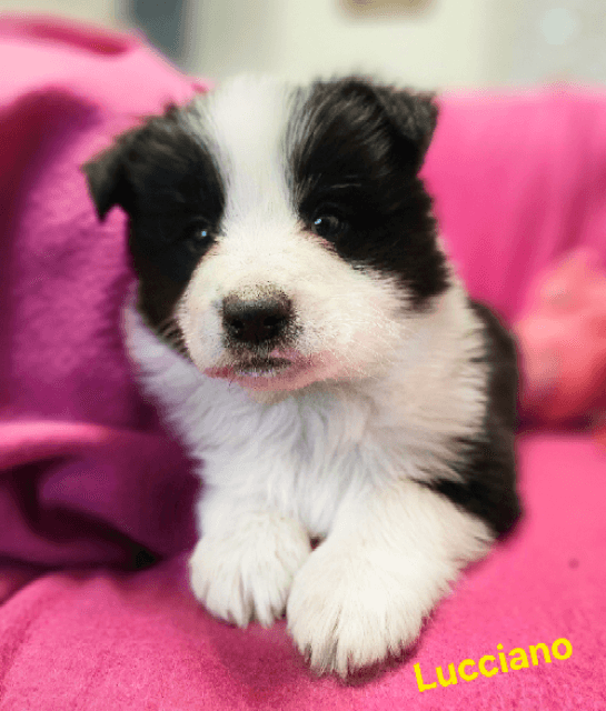 Border collie Kalisz