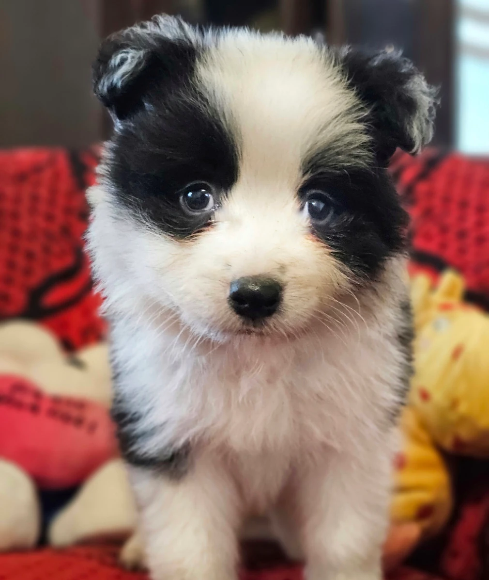 Border collie Kalisz