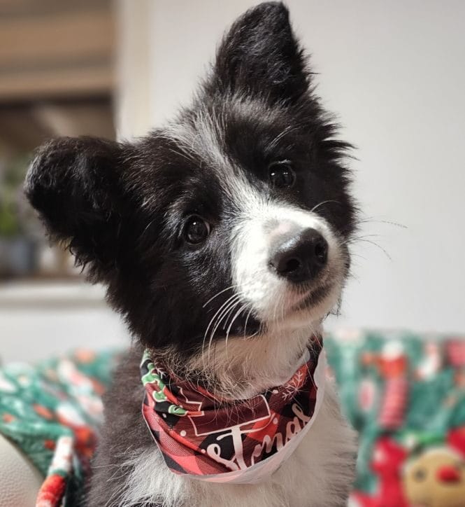 Border collie Kalisz
