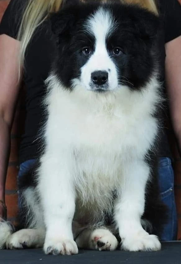 border collie katowice 02