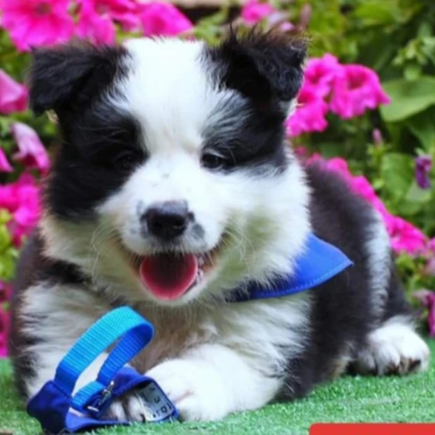 Border Collie Katowice