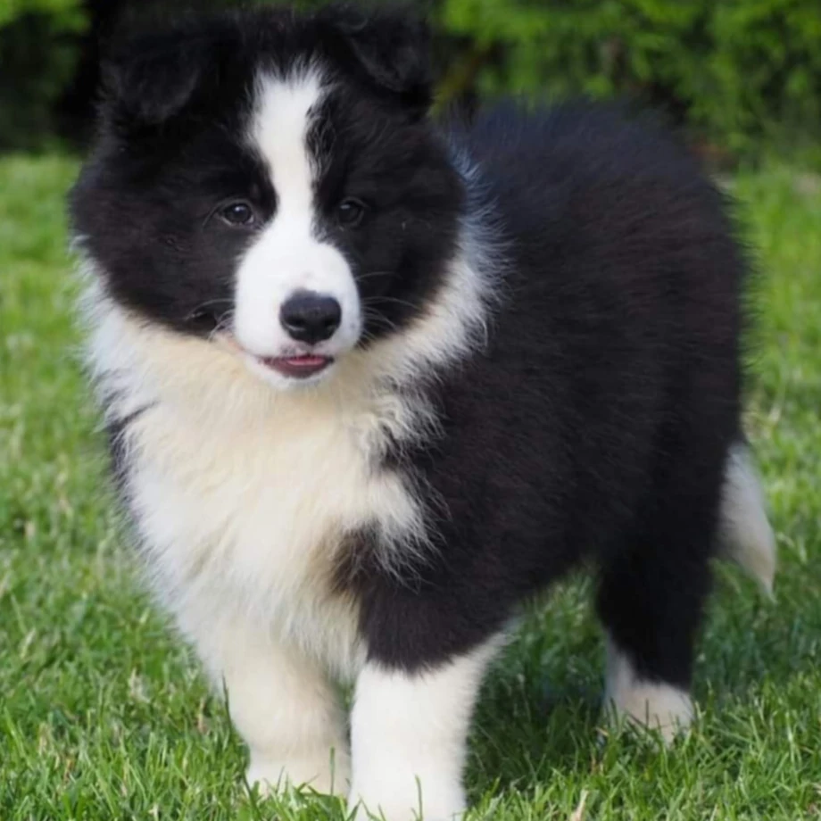Border Collie Kraków