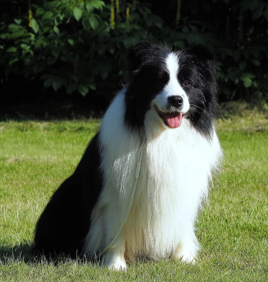 Border Collie Kraków