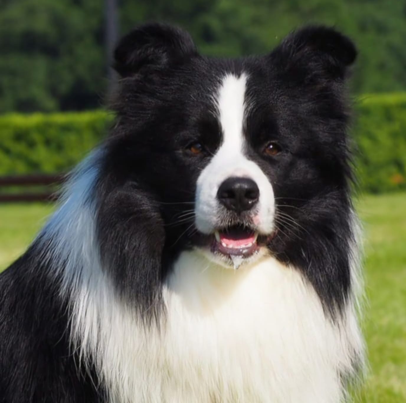 border collie lodz 01