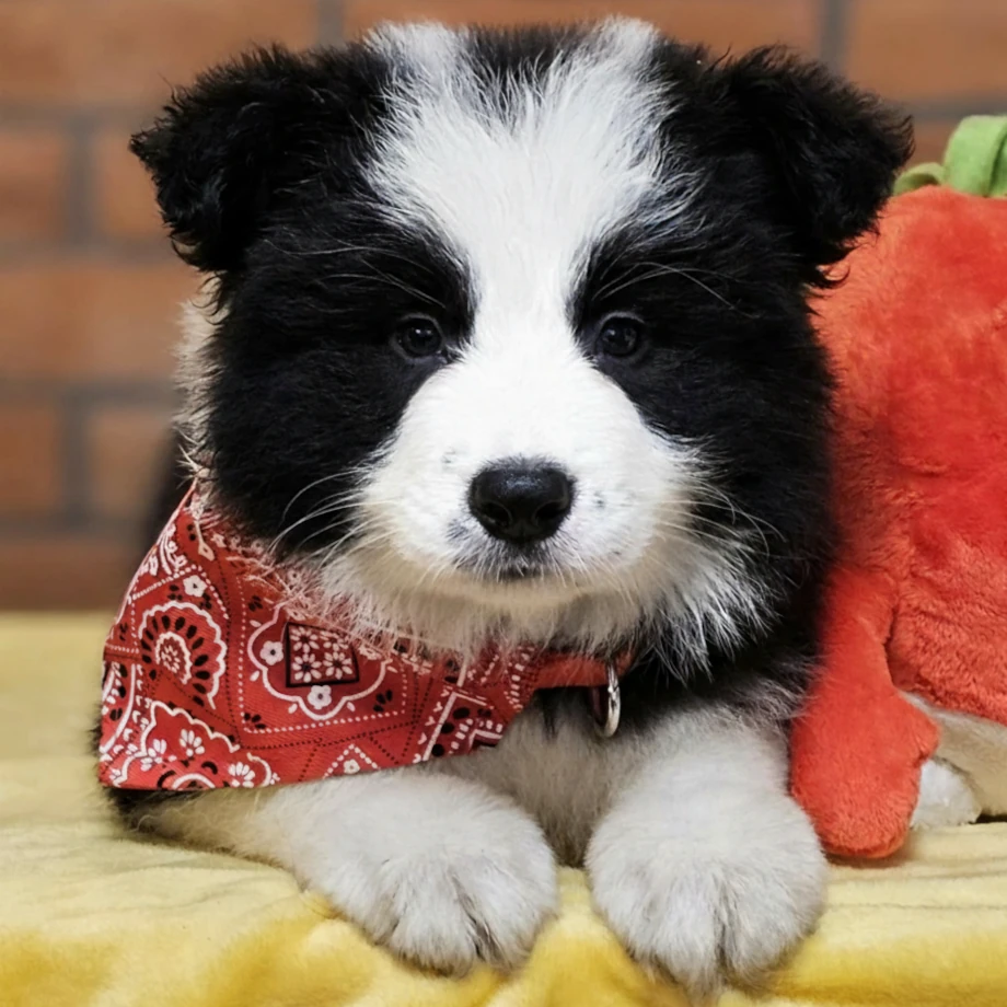 Border Collie Łódź