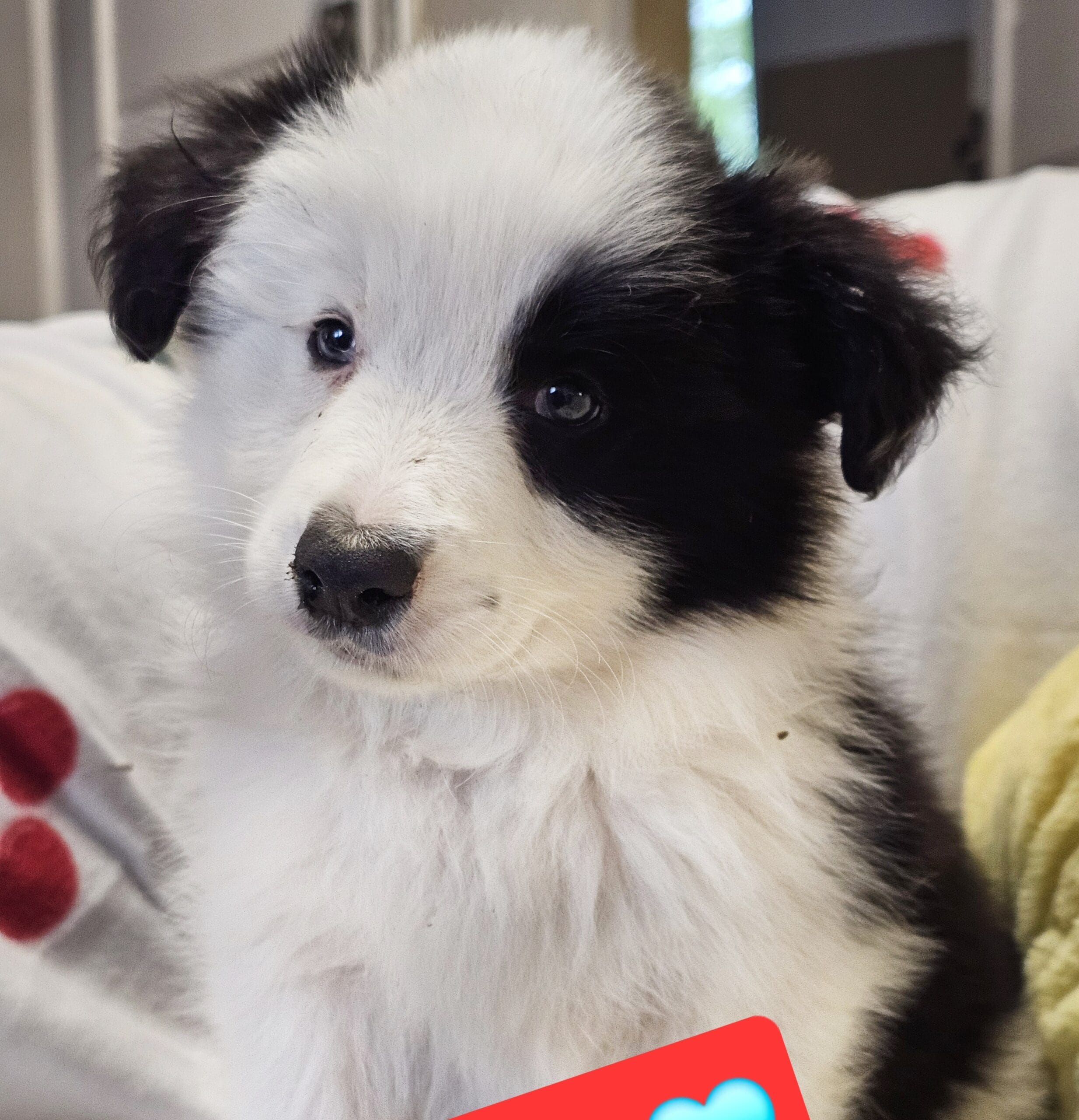 border collie opole 02