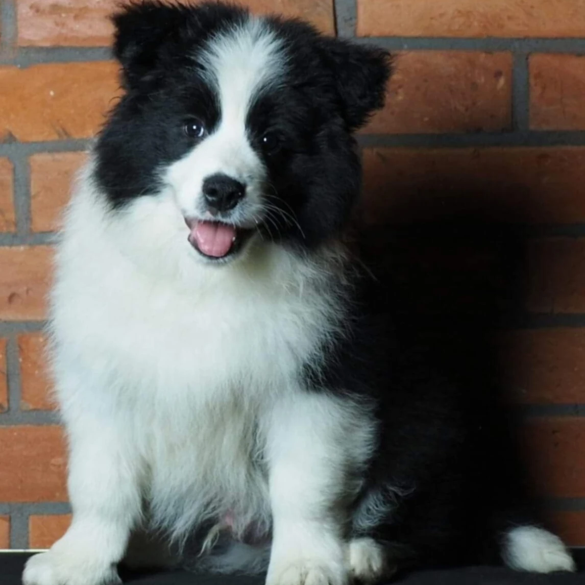 Border Collie Opole