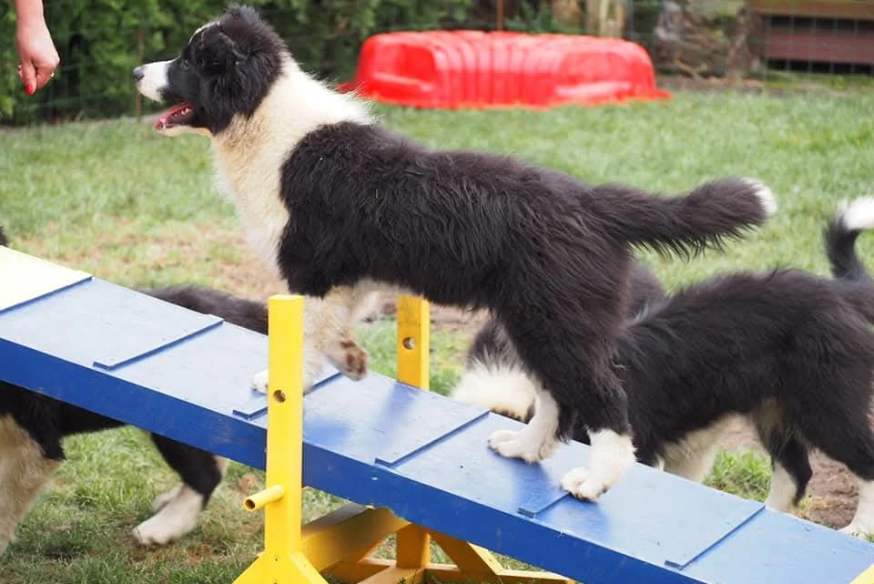 Border Collie Opole