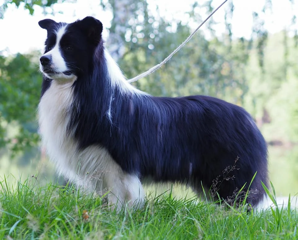 Border Collie Poznań