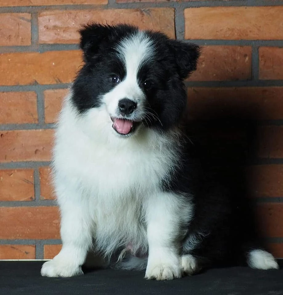 Border Collie Warszawa