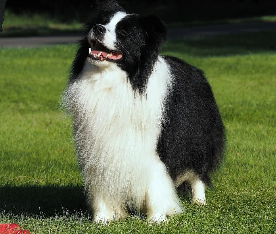 Border Collie Warszawa